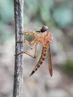 Robberfly gold on twigs with a natural background photo