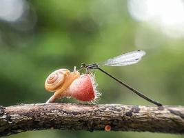 Snails on mushrooms and dragonflies against a natural background