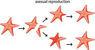 Asexual Reproduction Vector Art, Icons, and Graphics for Free Download Asexual Reproduction Vector Art, Icons, and Graphics for Free Download