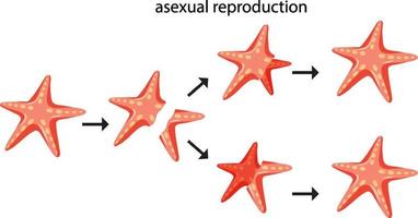 fragmentación de la reproducción asexual con estrellas de mar vector