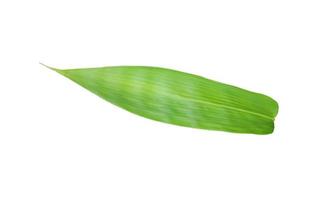 bamboo leaves Cut out outline green leaf isolated on white background, fresh photo