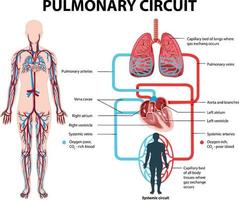 diagrama que muestra el circuito pulmonar en humanos vector