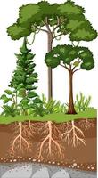 Scientific education of plant and its root vector