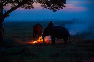 Silhouette mahout ride on elephant under the tree before Sunrise photo