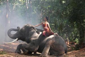 elefante con hermosa chica en el campo asiático, tailandia - elefante tailandés y mujer bonita con vestido tradicional en la región de surin foto