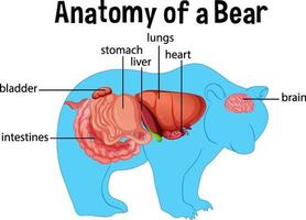 Diagram showing internal organs of a bear vector