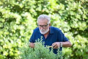 un anciano reintentado con el pelo gris está cortando arbustos en el jardín. foto