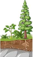 Scientific education of plant and its root vector