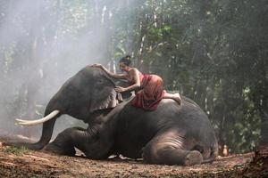 Elephant with beautiful girl in asian countryside, Thailand - Thai elephant and pretty woman with traditional dress in Surin region photo