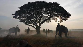 elefante de silueta en el fondo de la puesta de sol, elefante tailandés en surin tailandia. foto