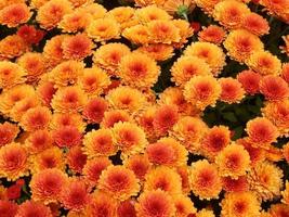 Orange Flowers Pattern photo