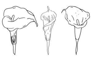 Calla Doodle Flower vector