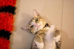 A beautiful domestic cat is resting in a light warm room, a gray Shorthair cat with green eyes looking at the camera photo