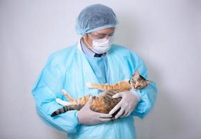 veterinario sosteniendo un gato e inyectando la medicina de la vacuna en el gato