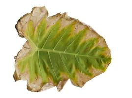 Large Tropical jungle leaf. Dry Elephant Ear isolated on white background. with clipping path. photo