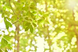 hojas verdes sobre fondo verde borroso. concepto plantas paisaje, ecología. foto