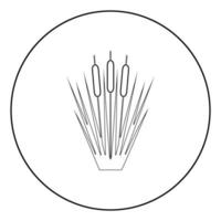 Reed Bulrush Reeds Club-rush ling Cane rush icon in circle round outline black color vector illustration flat style image