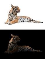 bengal tiger in the dark and white background
