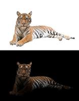 tigre de bengala en el fondo oscuro y blanco foto