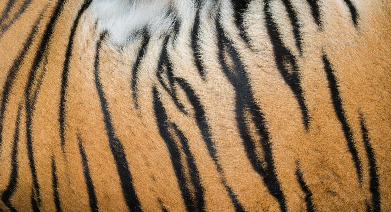 Tiger Fur Stock Photos, Images and Backgrounds for Free Download