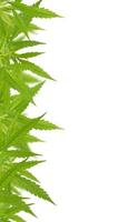 Bright green cannabis sativa leaf frame photo