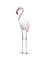 greater flamingo isolated on white background photo