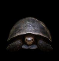 turtle in the dark photo