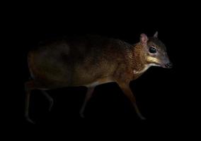 lesser mouse deer in the dark photo