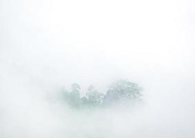 tropical rain forest forest covered by  morning fog photo