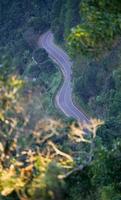 Road in the Forest photo