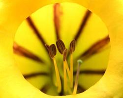 flor de color amarillo con polen foto