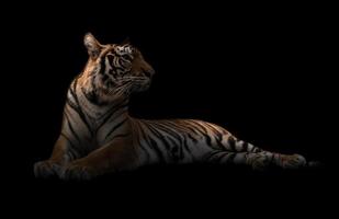 tigre de bengala hembra en la oscuridad foto