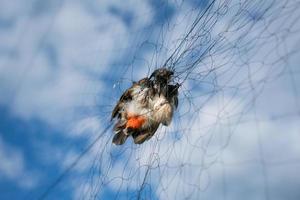 birds caught in the net photo