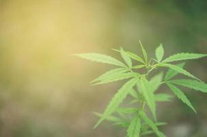 cannabis plants growing in the field photo