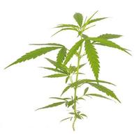 Bright green cannabis sativa leaf isolated photo