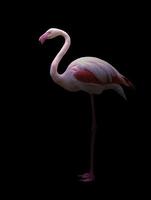 greater flamingo standing in the dark photo