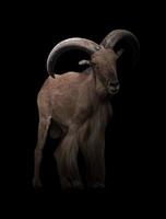 male barbary sheep in the dark photo