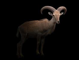 barbary sheep in the dark photo