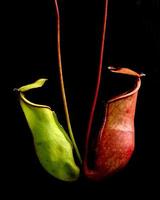 tropical pitcher plants photo