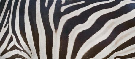 zebra skin, zebra fure photo