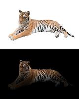 bengal tiger in the dark and white background photo