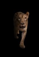 female african lion in the dark photo