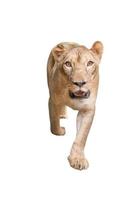 female lion isolated photo