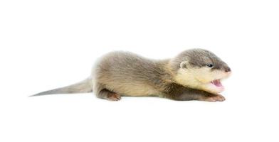 baby otter isolated photo