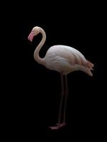 greater flamingo standing in the dark photo