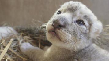 baby lion in zoo photo