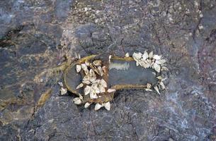 Slipper shoe covered with sea barnacles photo