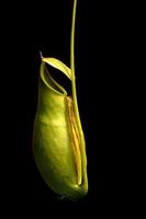 tropical pitcher plants photo