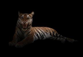 female bengal tiger in the dark photo