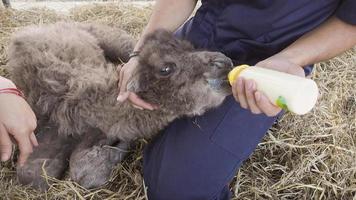 zookeeper feeding baby camel photo